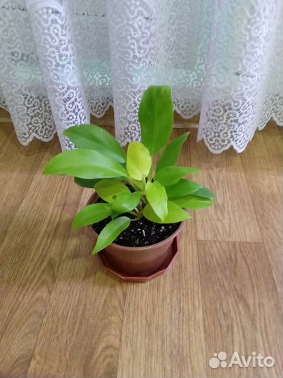 Филодендрон