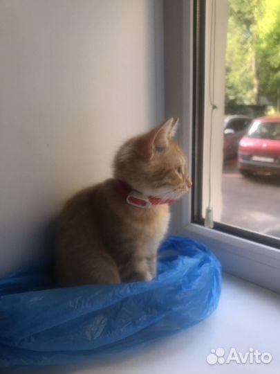 Котик,Рыжик''