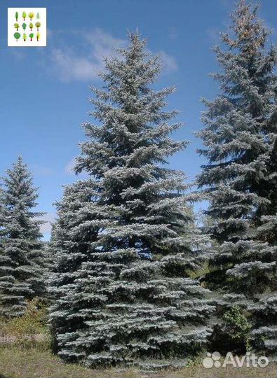 Крупномеры голубой ели