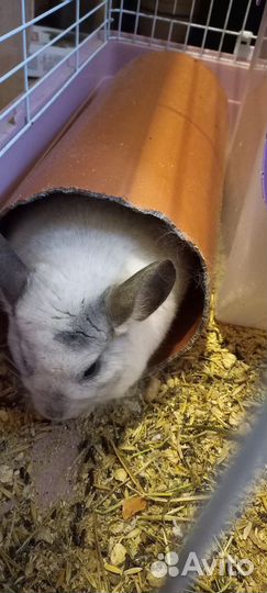 Шиншилла мальчик