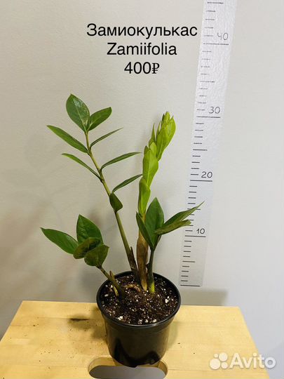 Замиокулькас черный Black Raven и Zamiifolia