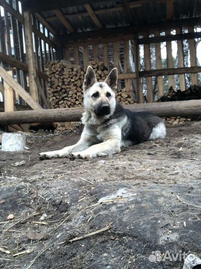 Щенки Восточноевропейская овчарка