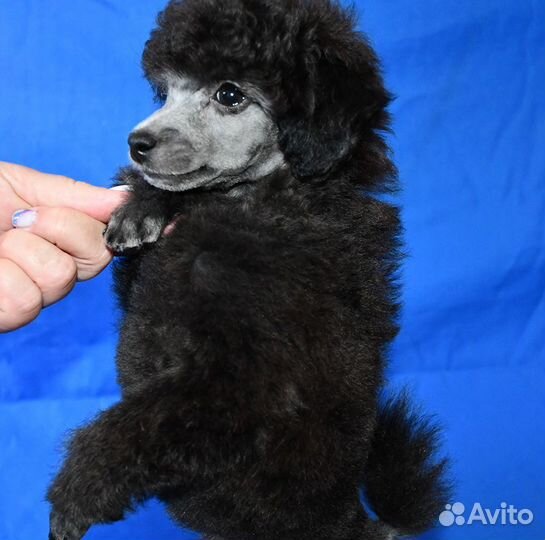 Миниатюрный пудель щенки