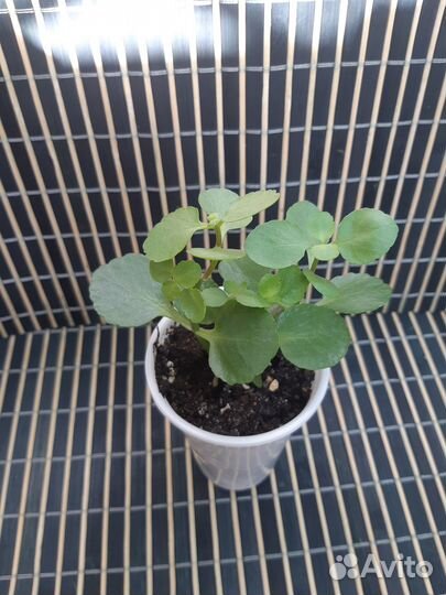 Каланхоэ малыши