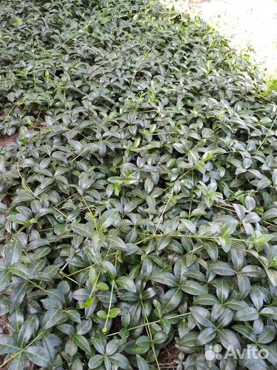 Многолетнее растение.Барвинок