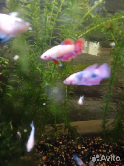 Рыбка петушок