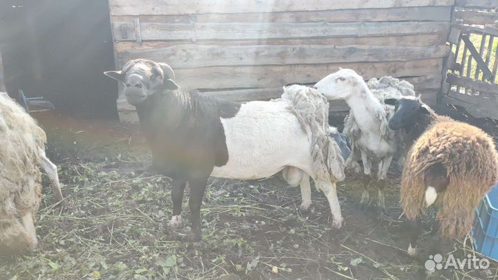 Бараны дорпер