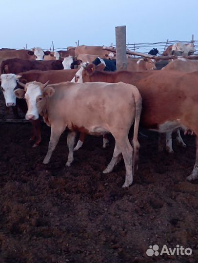 Телки и коровы на мясо