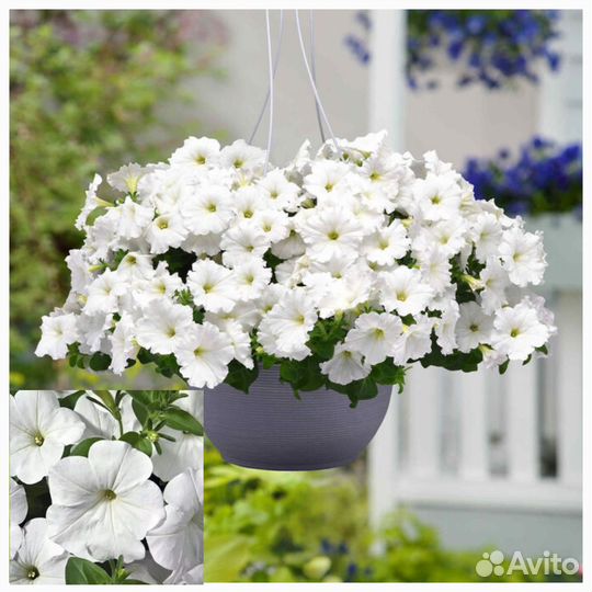 Вегетативные черенки