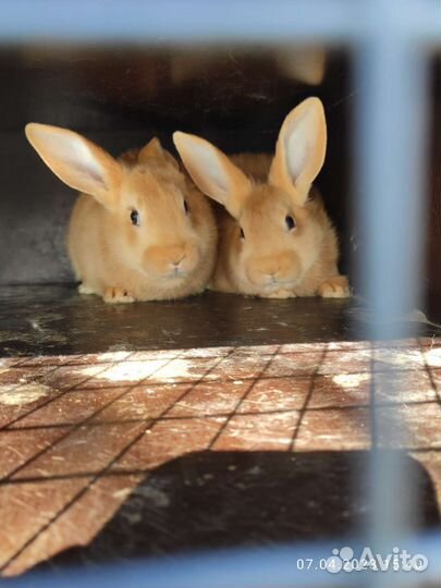 Кролики бургундские 07.05