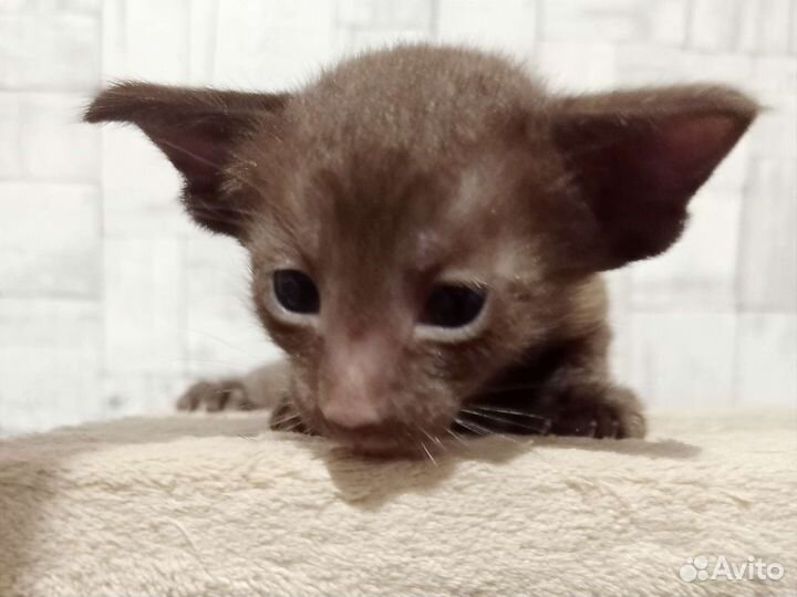 Ориентальные котята