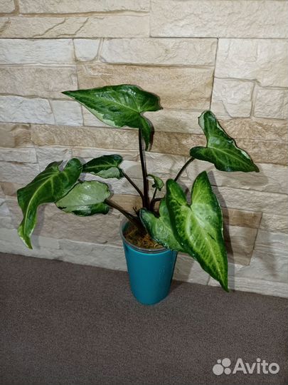 Сингониумы сортовые