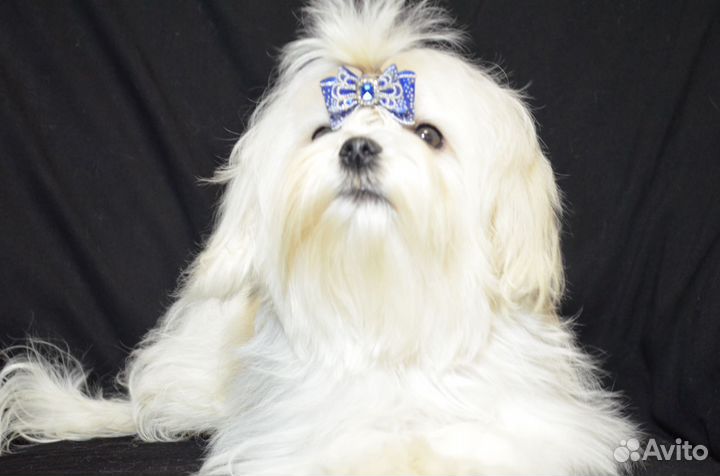 Мальтезе мальтийская болонка