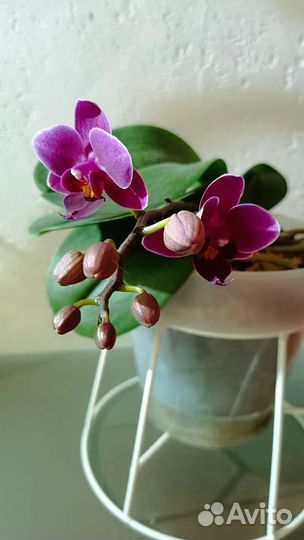 Орхидеи домашние