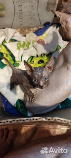 Донской сфинкс