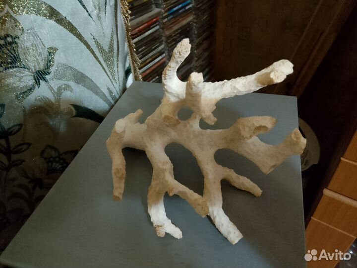 Коралл балянус