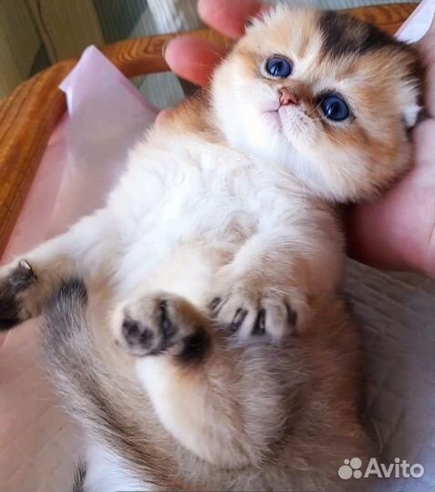Котята из питомника