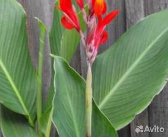 Бругмансия Канна пестролистная