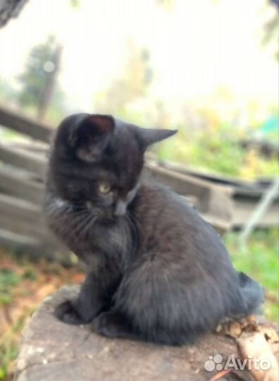 Котята в добрые руки бесплатно