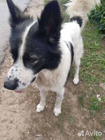 Умные сторожевые собаки Отличные друзья хозяев и и