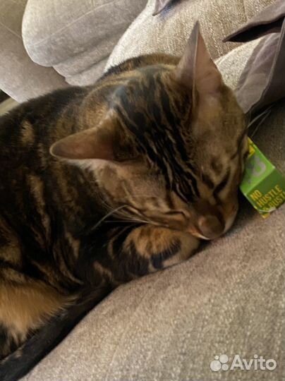 Бенгальская кошка