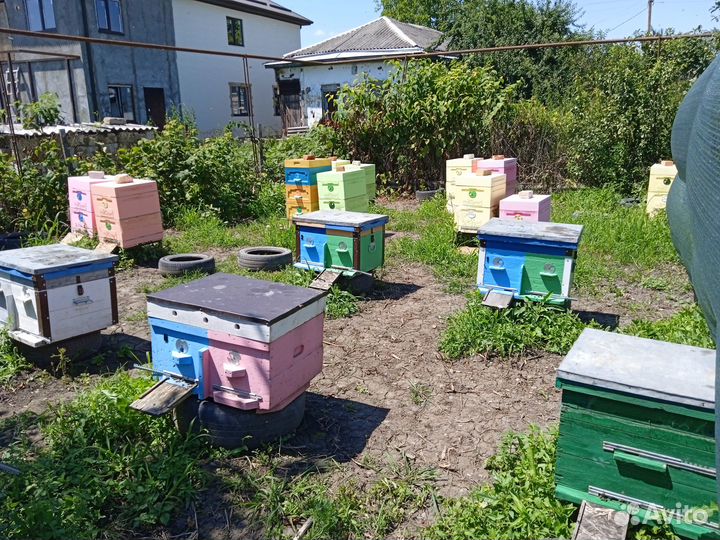 Пчелы и улья