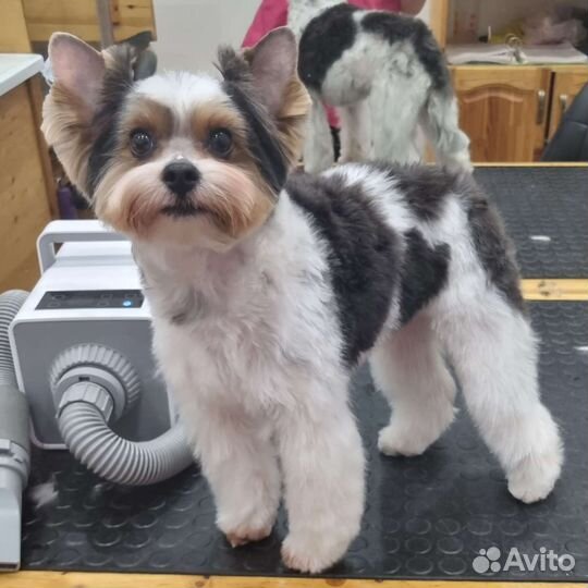 Стрижка собак и кошек