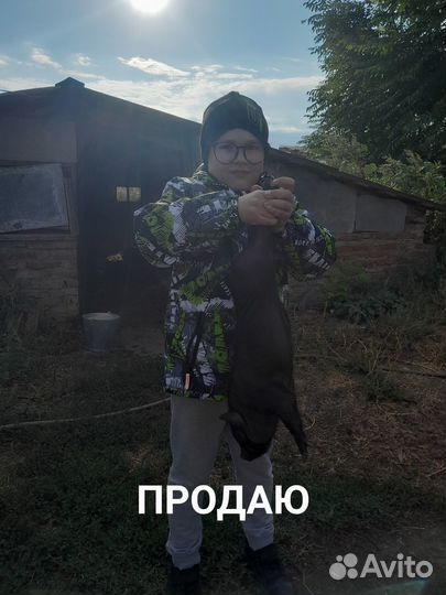 Вьетнамские поросята