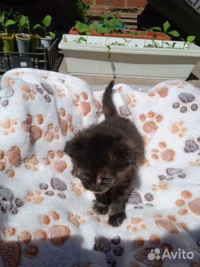 Кто ищет себе пушистого друга