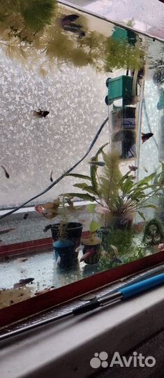 Рыбка петушок