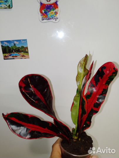 Кодиеум кротон мами