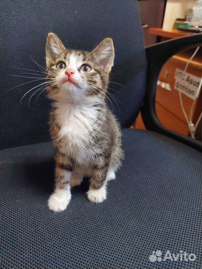 Кошки в добрые руки