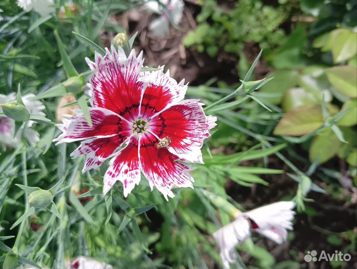 Гвоздика китайская семена