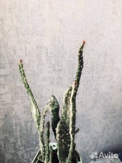 Кактус опунция Монаканта