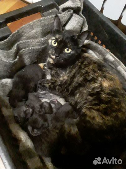 Котята от умной кошки