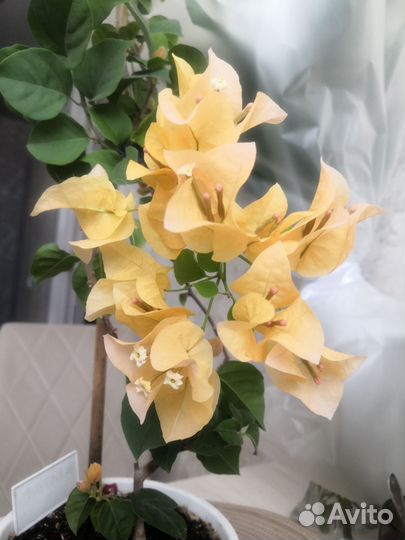 Бугенвиллия взрослая