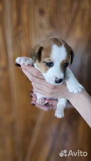 Щенки джек Рассел терьер