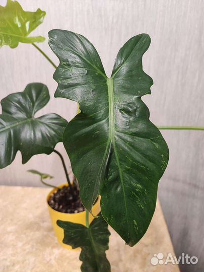 Филодендрон камуфляж, Филодендрон веррукозум