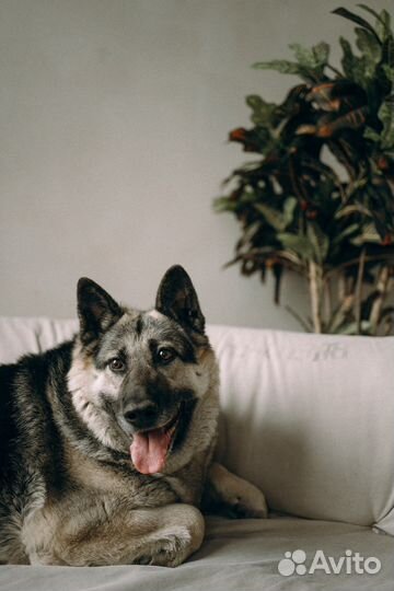 Собака в добрые руки