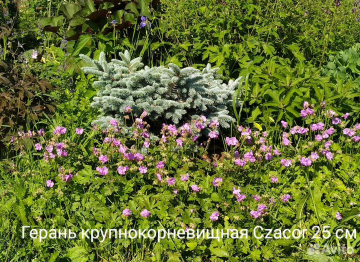 Герань садовая