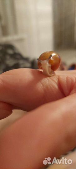 Улитки архахатины маргината овум. Гигантские