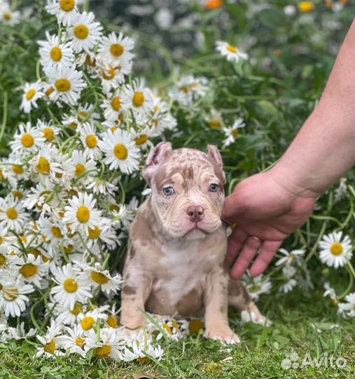 Американский булли заэкзоченный покет