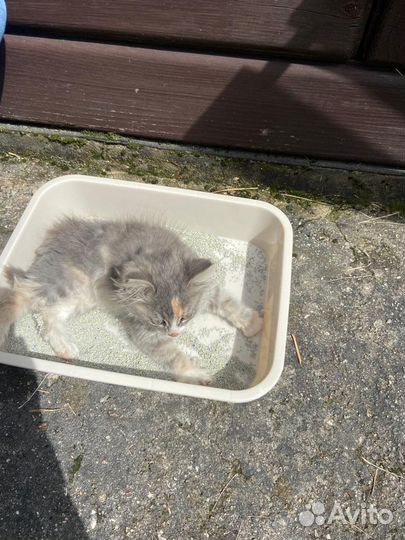 Котята в добрые руки бесплатно