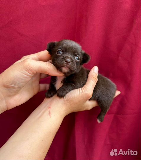 Лучшие мини чихуахуа