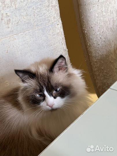 Отдам кошку