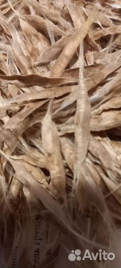 Семена и проростки катальпы