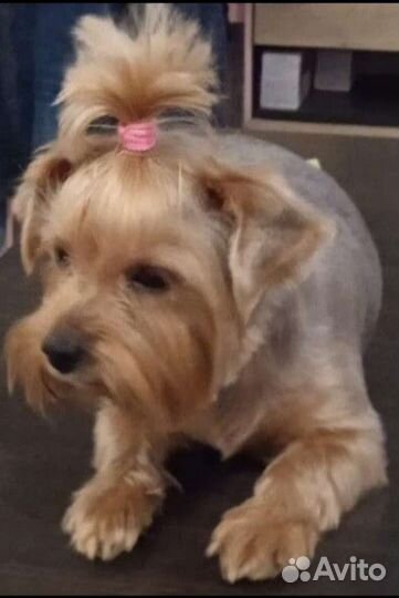 Груминг Стрижка и уход Возможен выезд