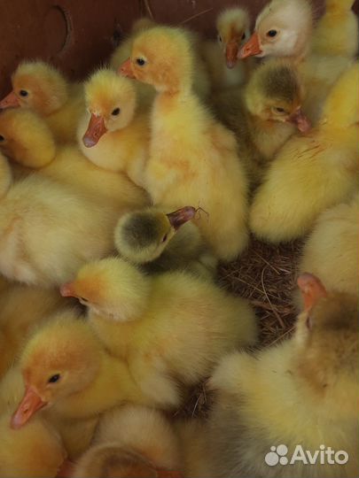 Гусята оптом