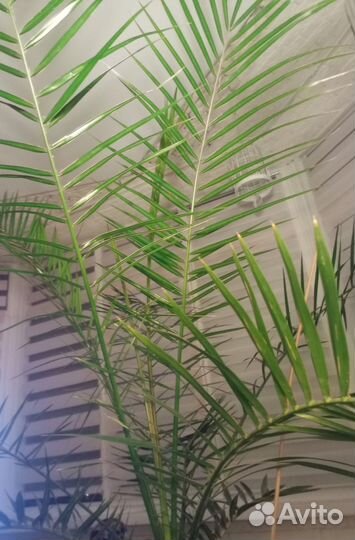 Финиковая пальма
