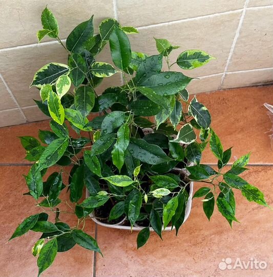 Фикусы бенджамина сортовые